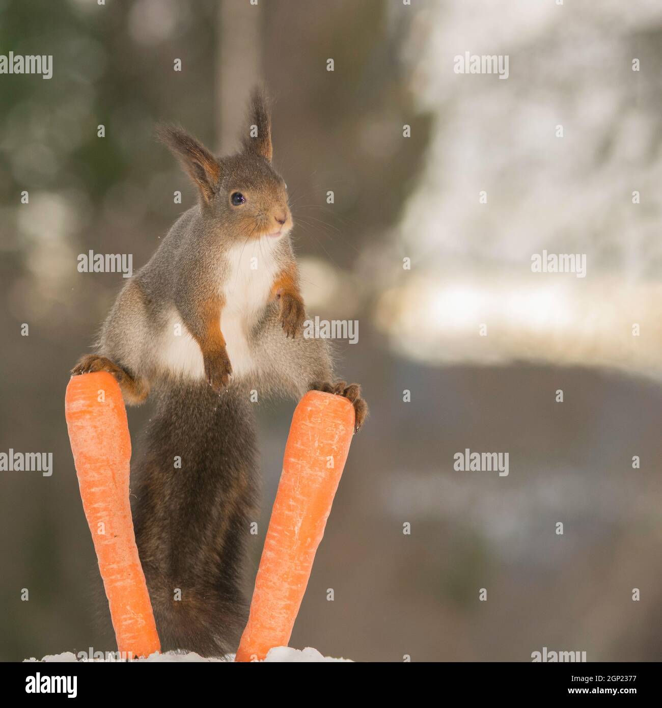 red squirrel standing between and on 2 carrots with spread legs Stock
