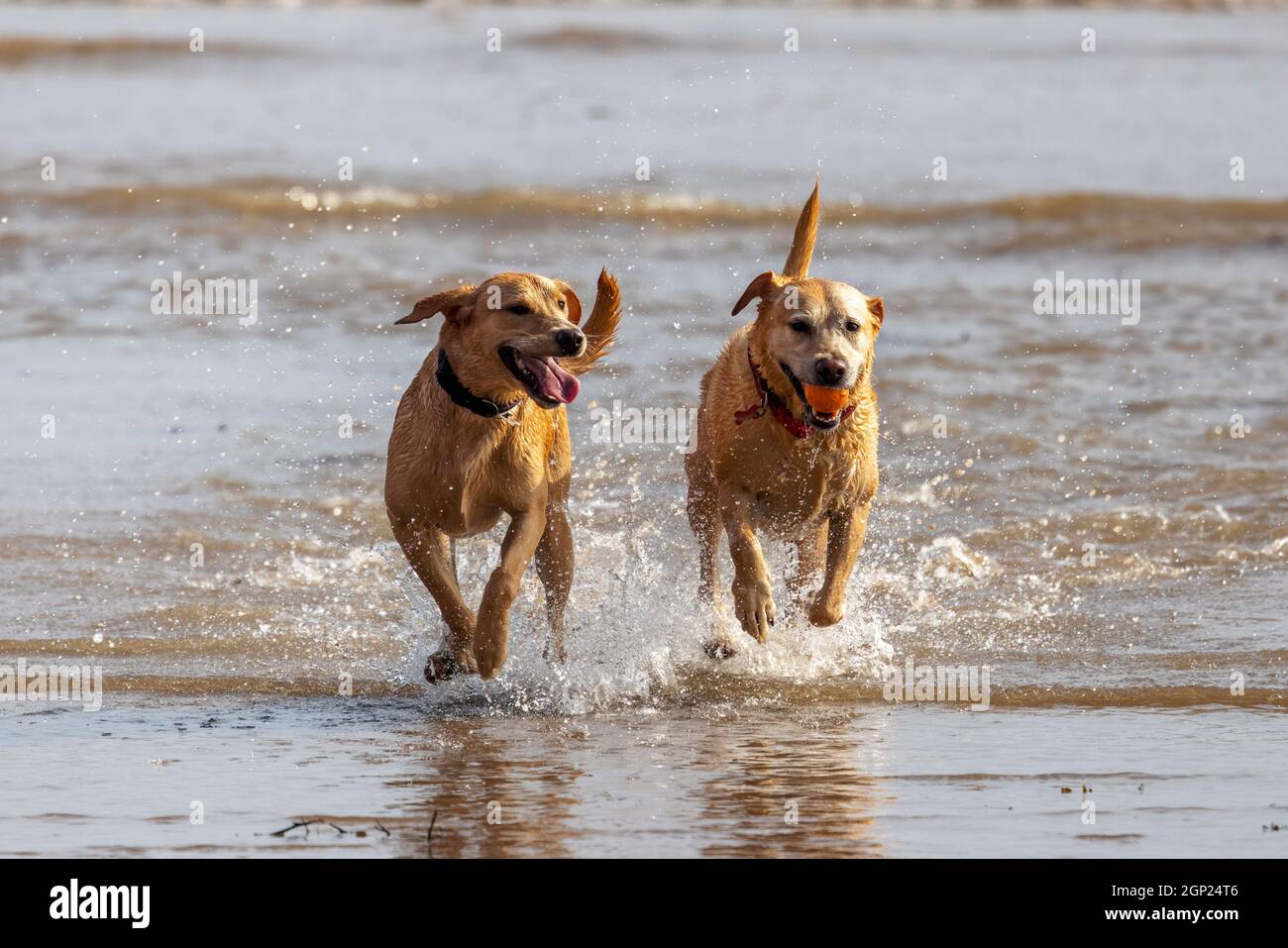 Golden labradors on the beach enjoying the surf - dogs in the sea - dogs in the beach - dogs playing - dogs exercising Stock Photo
