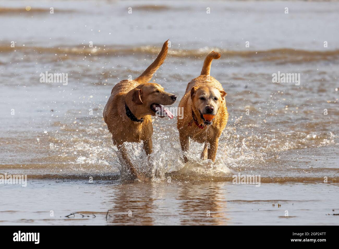 Golden labradors on the beach enjoying the surf - dogs in the sea - dogs in the beach - dogs playing - dogs exercising Stock Photo