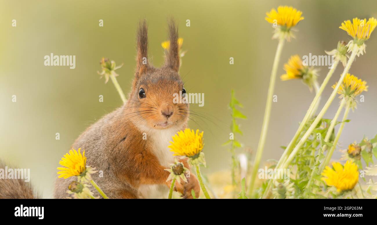 close up of  red squirrel standing with dandelion flowers looking at the viewer Stock Photo