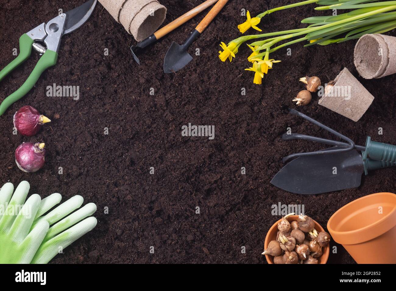 Spring Planting Tools Planting spring flowers. Gardening tools with hyacinth and crocus bulbs ...