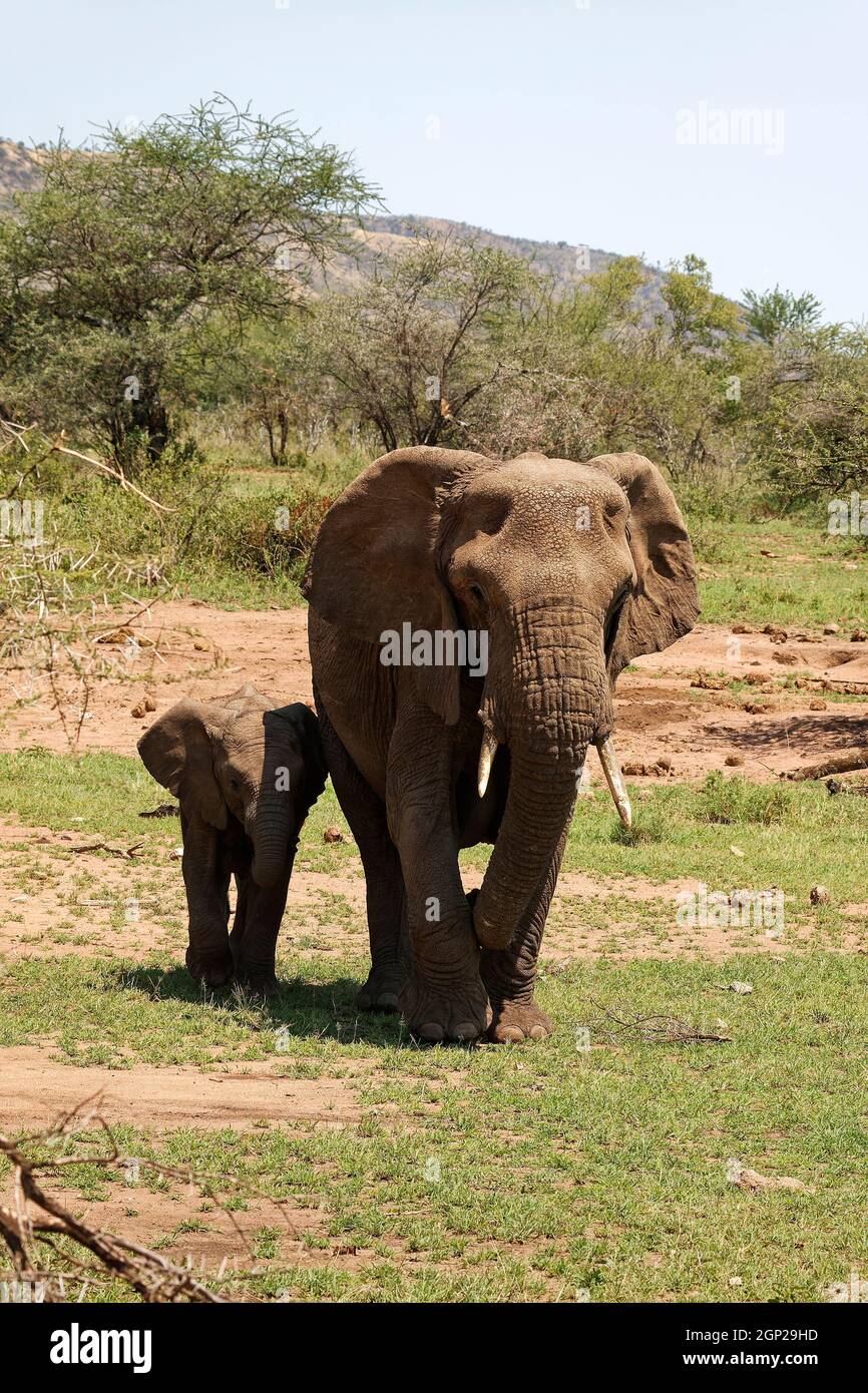 African elephants walking, mother, baby, Loxodanta africana, herbivores, largest land mammal, muscular trunk, tusks, large ears, wildlife, Serengeti N Stock Photo