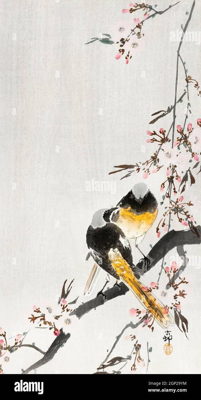 Two sable red tails with cherry blossom (1900 - 1936) by Ohara Koson (1877-1945). Stock Photo