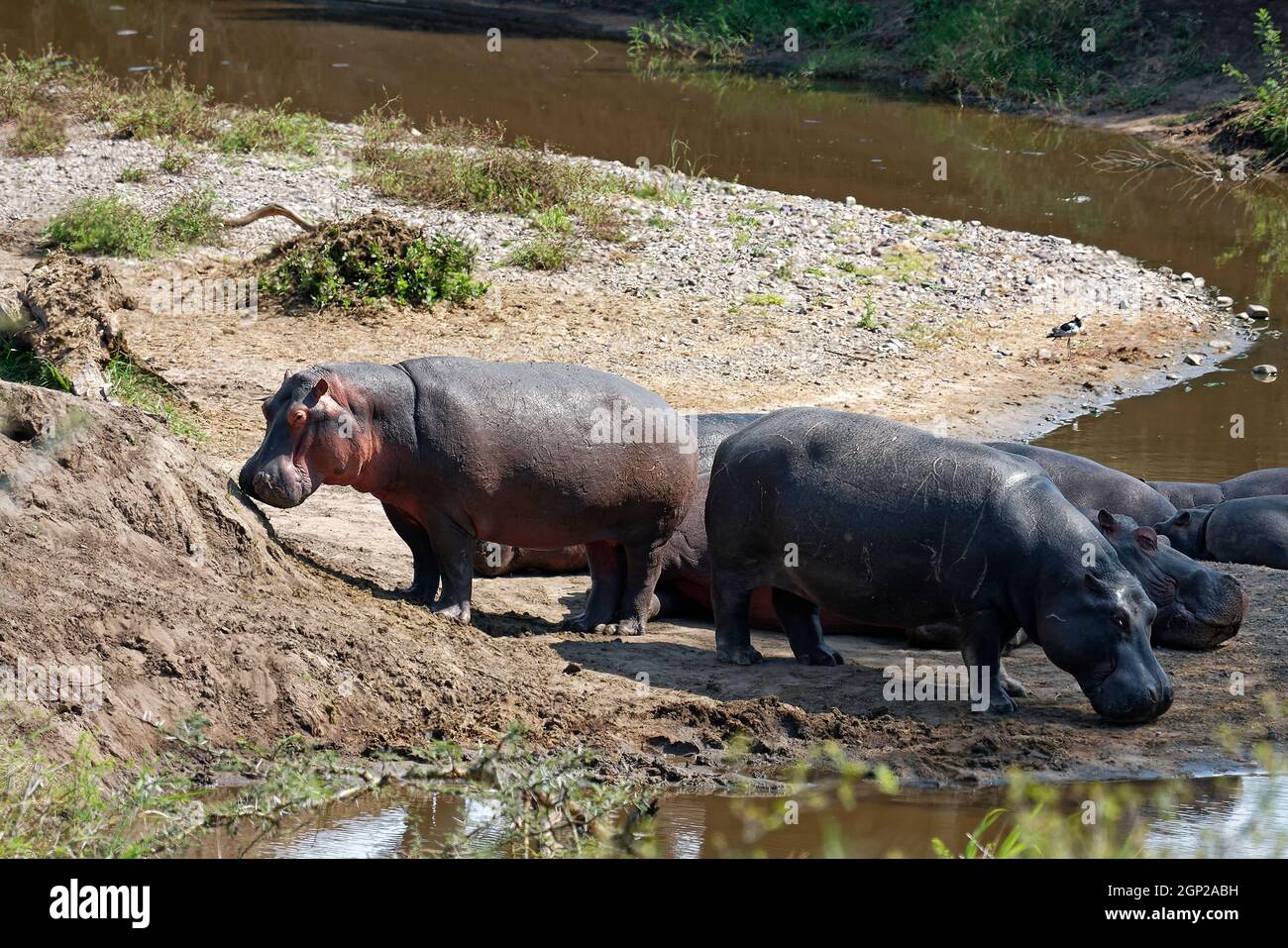 Hippos, Hippopotamus amphibius, standing, lying by water, 13 feet long, large land mammal, thick skin, dangerous, wildlife; animals, Serengeti Nationa Stock Photo