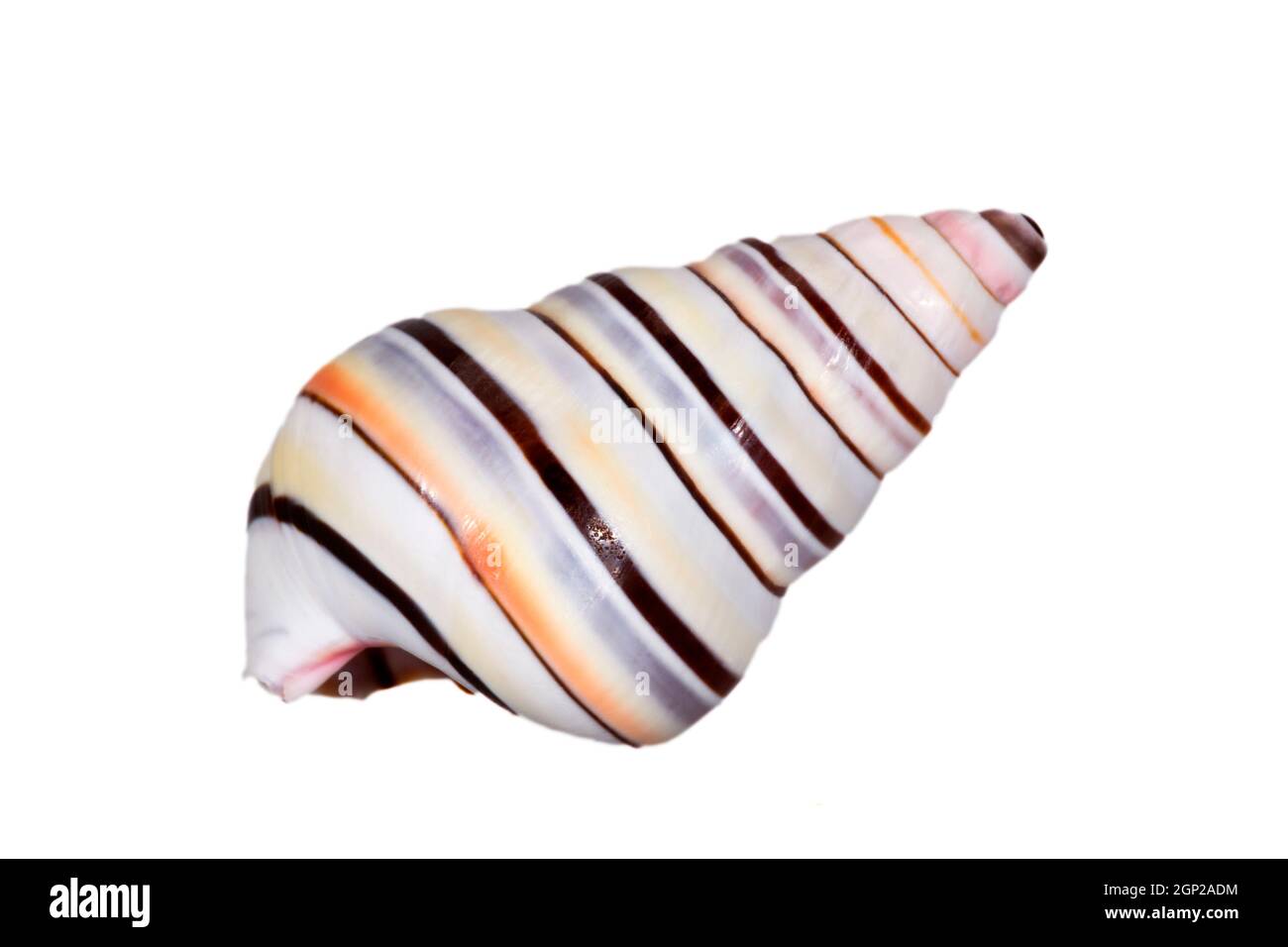 Single striped shell of Liguus virgineus also known as the candy cane snail, tree-living snail native to the Caribbean isolated on white background, c Stock Photo