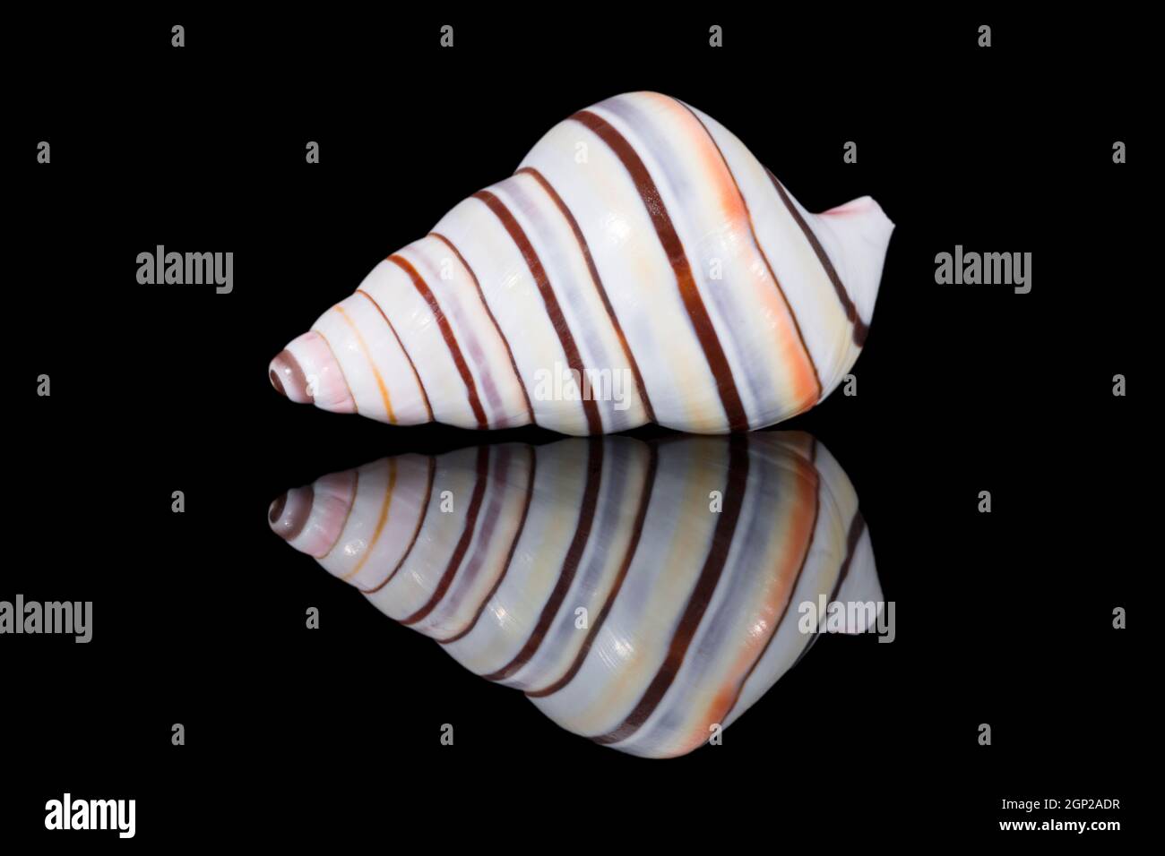 Single striped shell of Liguus virgineus also known as the candy cane snail, tree-living snail native to the Caribbean isolated on black background, m Stock Photo