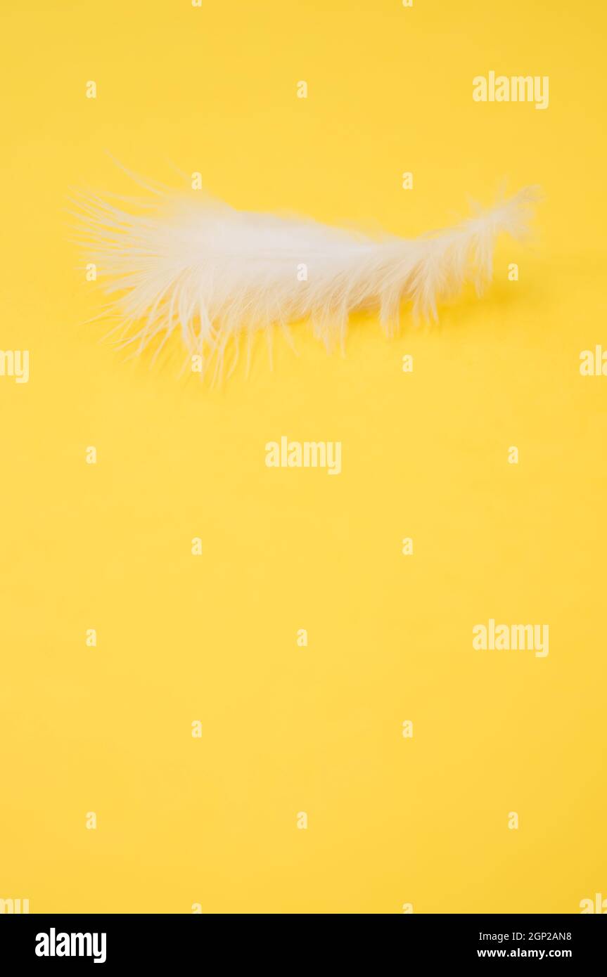 Fluffy white feather on a yellow background Stock Photo - Alamy
