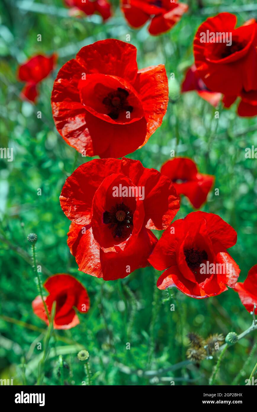 Field of red poppies. Red poppy on green weeds field. Close up poppy head. Papaver rhoeas Stock Photo