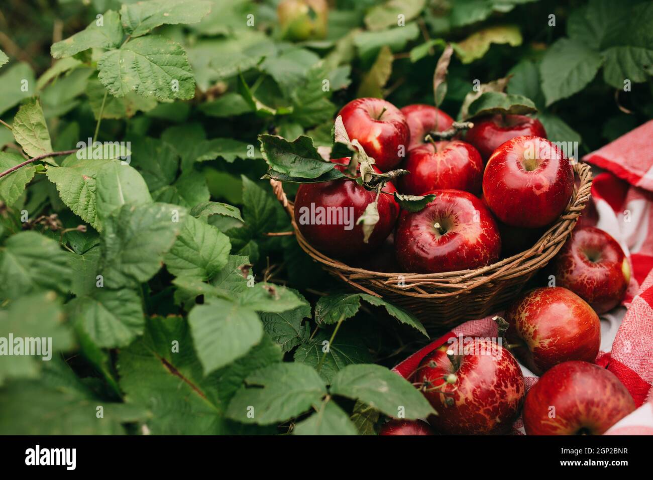 Good year for apples hi-res stock photography and images - Alamy