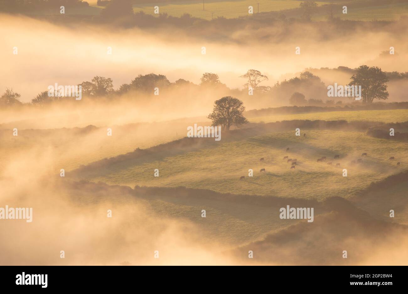 Misty morning in East Cornwall Stock Photo