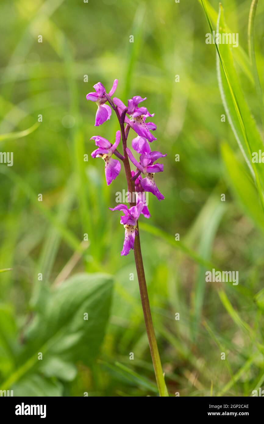Close up of an early purple orchid flowering on Morgans Hill a Site of Special Scientific Interest (SSSI), Wiltshire, England, UK Stock Photo