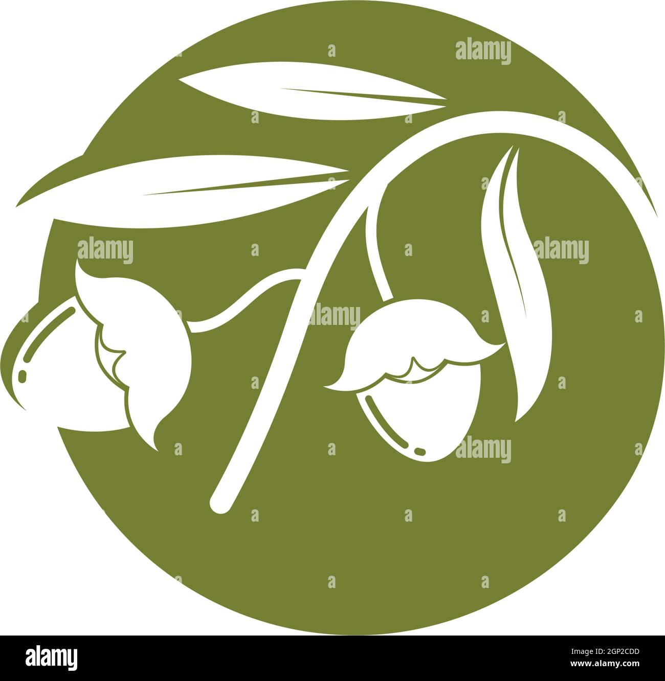 jojoba nuts vector illustration design Stock Vector