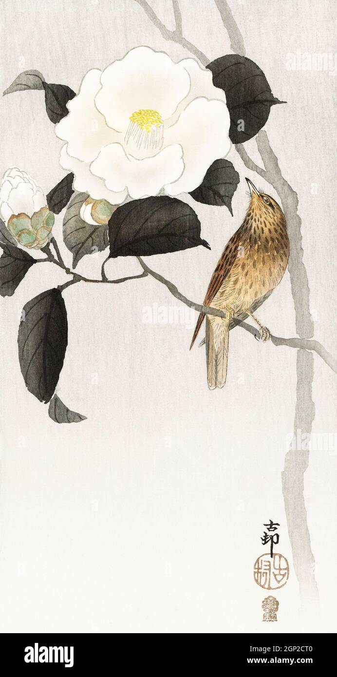 Songbird and flowering camellia (1900 - 1910) by Ohara Koson (1877-1945). Stock Photo