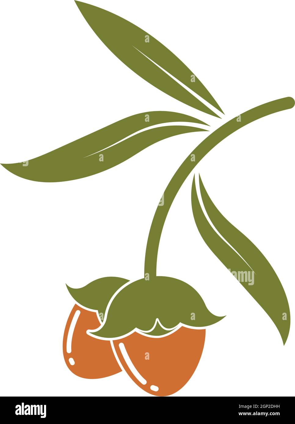jojoba nuts vector illustration design Stock Vector