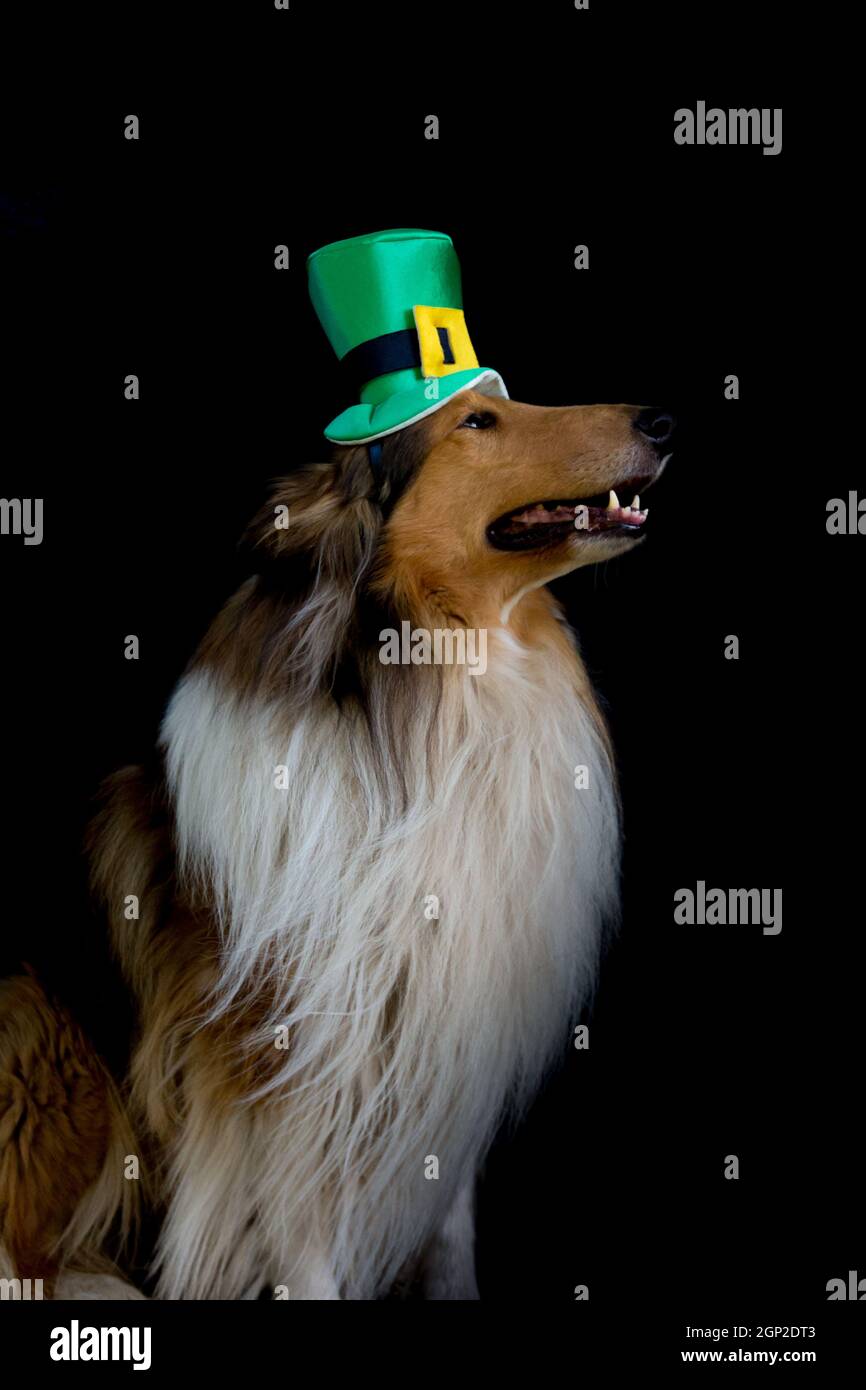 portrait of a Rough Collie dog with saint patrick's day top hat Stock Photo