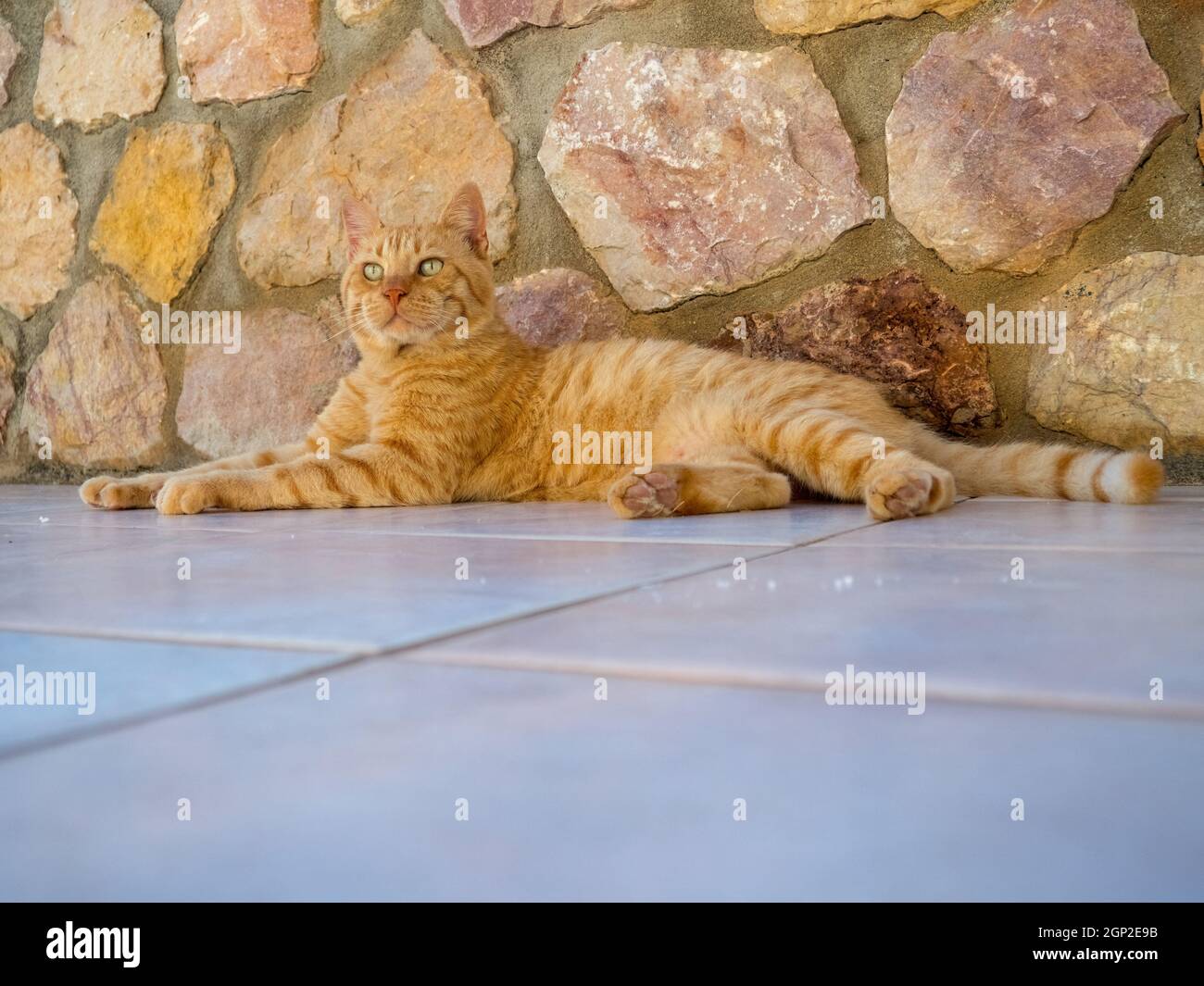Ginger cat laying back against stone wall Stock Photo