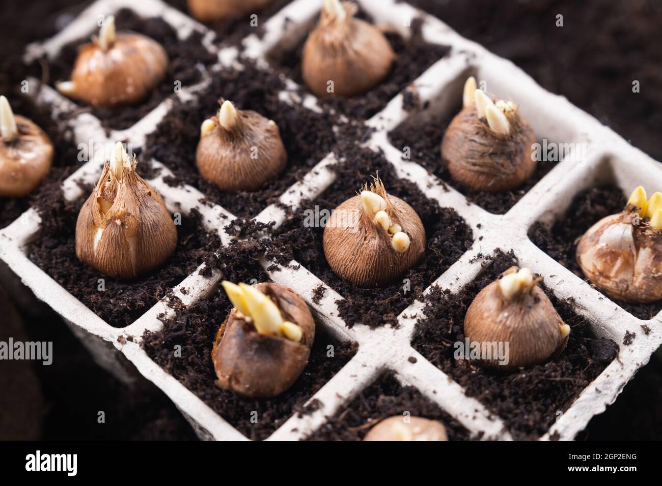 Planting spring flowers. Gardening tools and crocus bulbs planted in