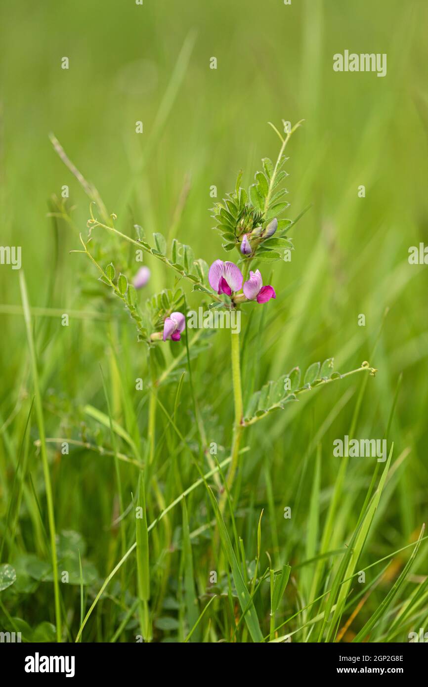 Close up of an isolated common vetch flowering on Morgans Hill a Site of Special Scientific Interest (SSSI), Wiltshire, England, UK Stock Photo
