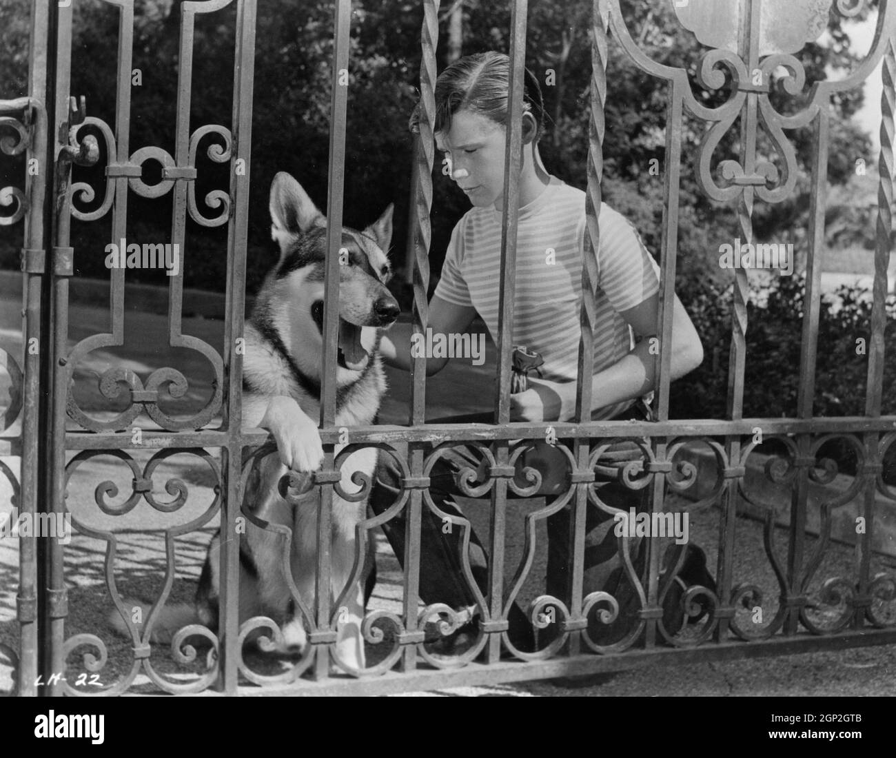 THE LITTLEST HOBO, Buddy Hart, London the Dog, 1958. © Allied Artists