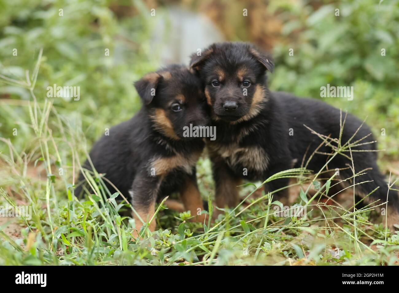 Two little shepherd puppies. Puppies on the lawn Stock Photo - Alamy