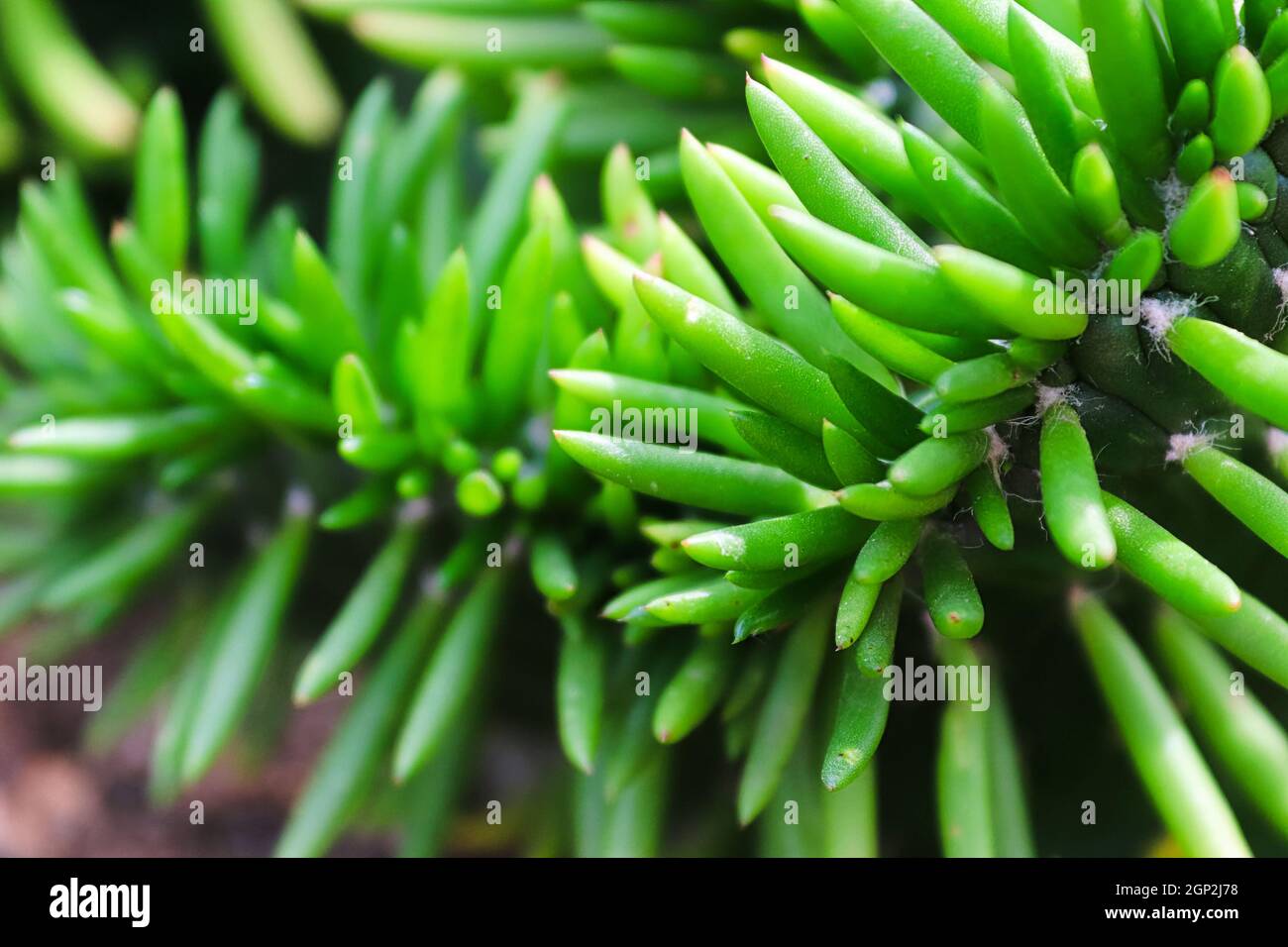 Macro of the green spines on an Eve's Pin Cactus. Stock Photo