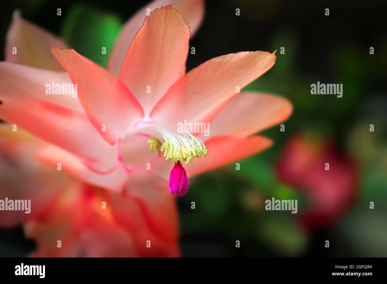 Macro view of the stigma and stamen on an Easter Cactus. Stock Photo