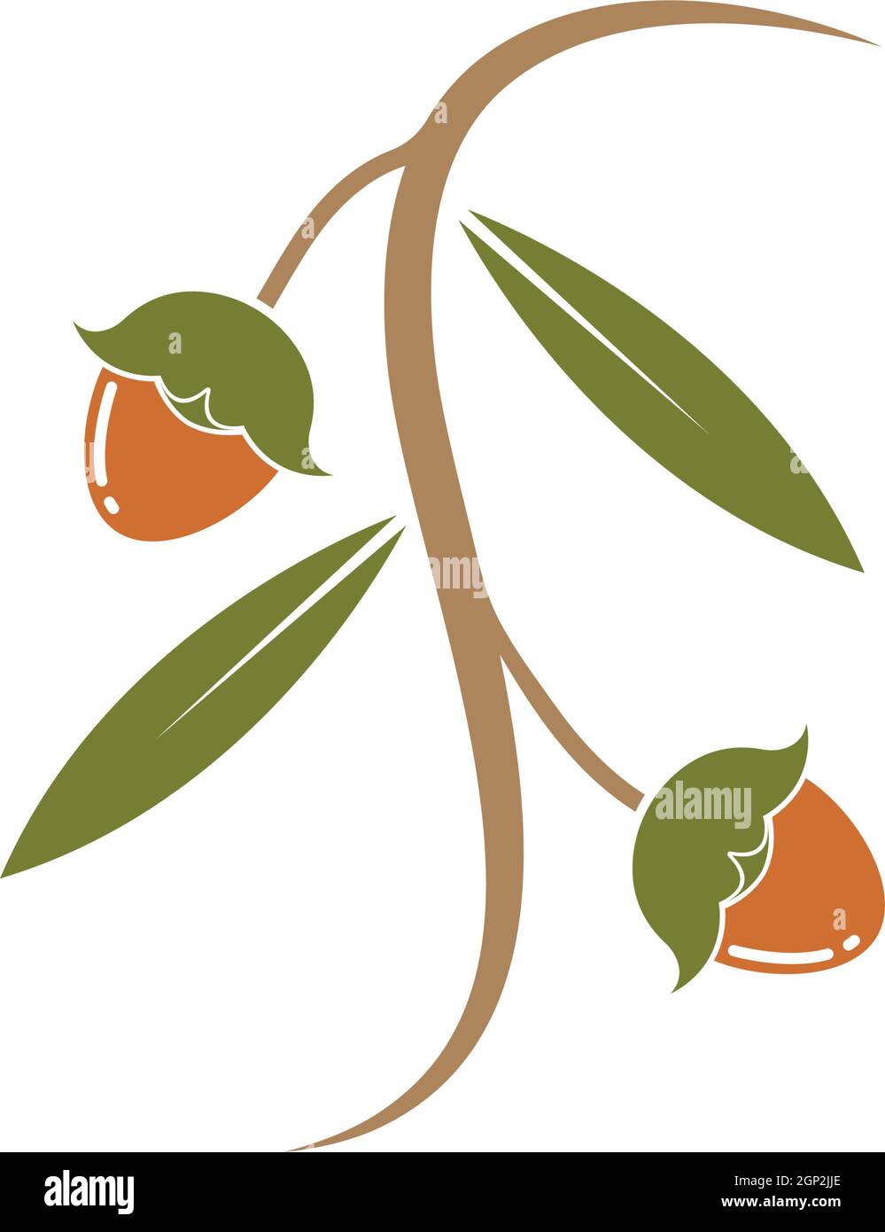 jojoba nuts vector illustration design Stock Vector