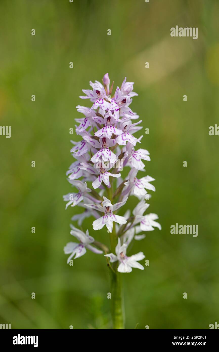 Close up of a spotted orchid flowering on Morgans Hill a Site of Special Scientific Interest (SSSI), Wiltshire, England, UK Stock Photo