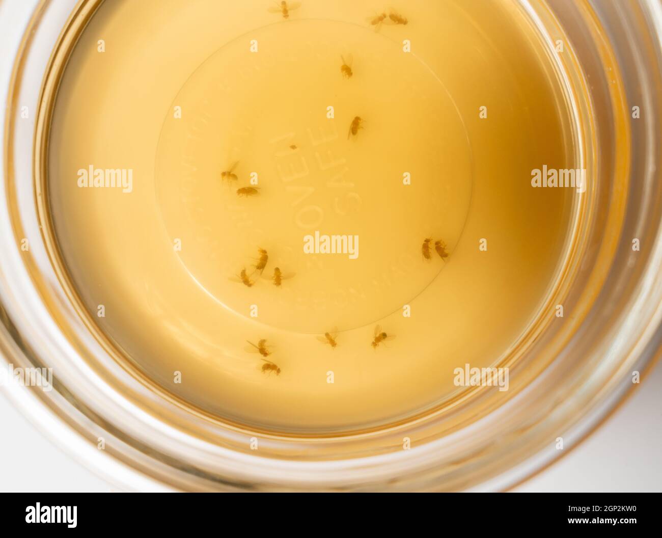 Catching fruit flies hires stock photography and images Alamy