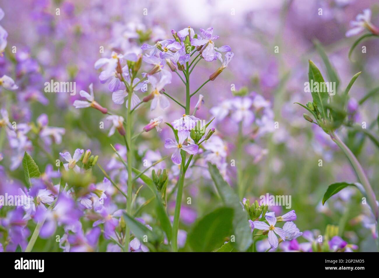 Spring flower garden. Shooting Location Tokyo metropolitan area Stock