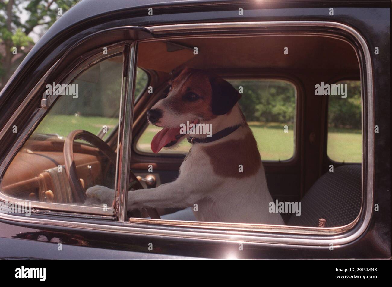 MY DOG SKIP, Enzo or Moose as Skip, 2000. © Warner Bros / courtesy