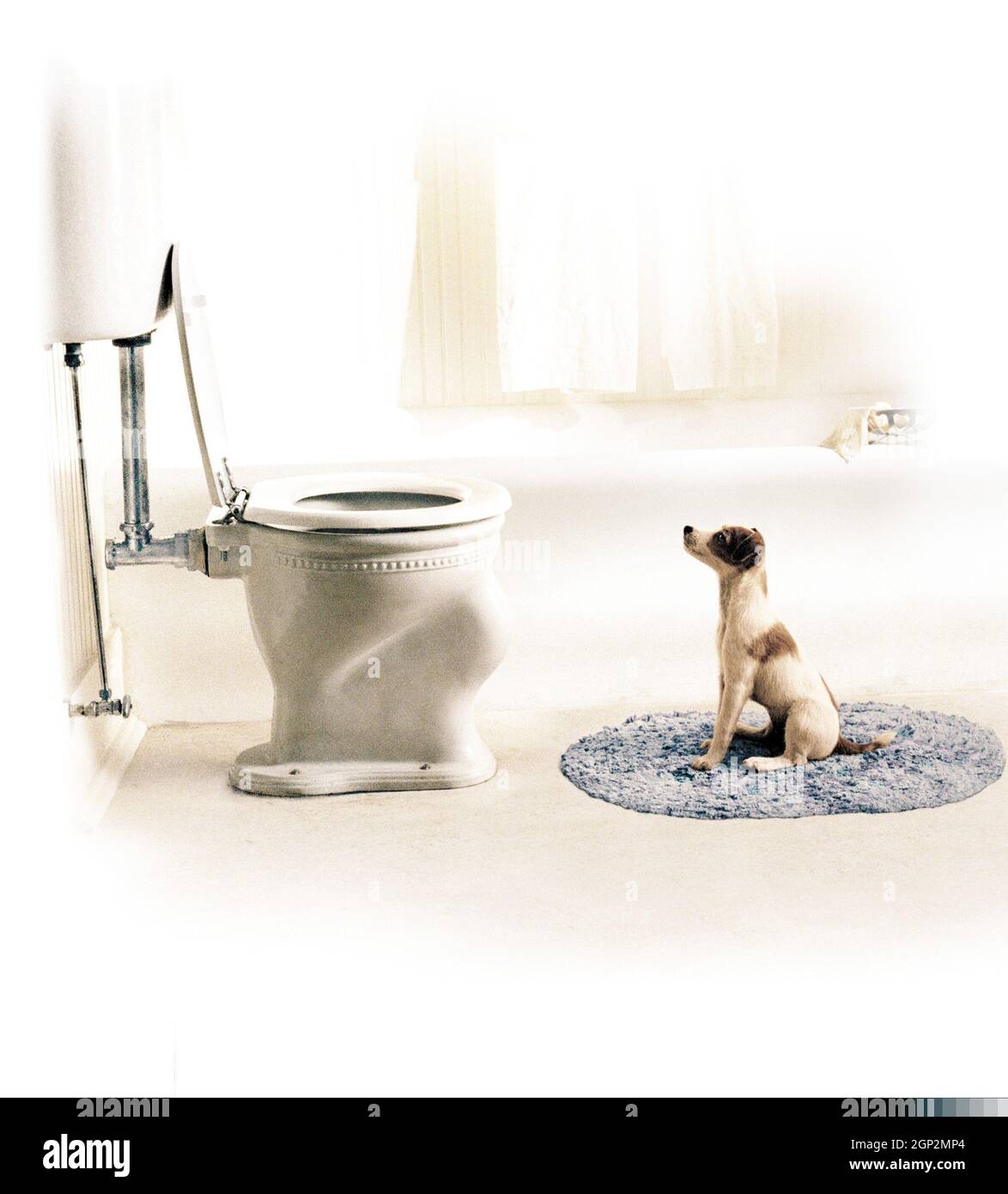 MY DOG SKIP, Enzo or Moose as Skip, 2000. © Warner Bros / courtesy