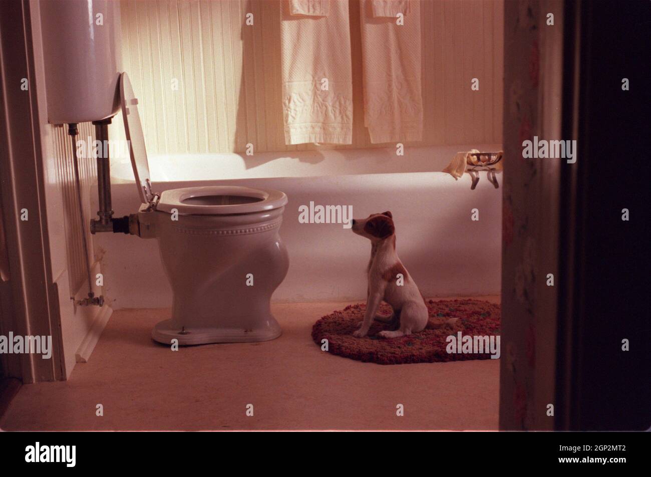 MY DOG SKIP, Enzo or Moose as Skip, 2000. © Warner Bros / courtesy