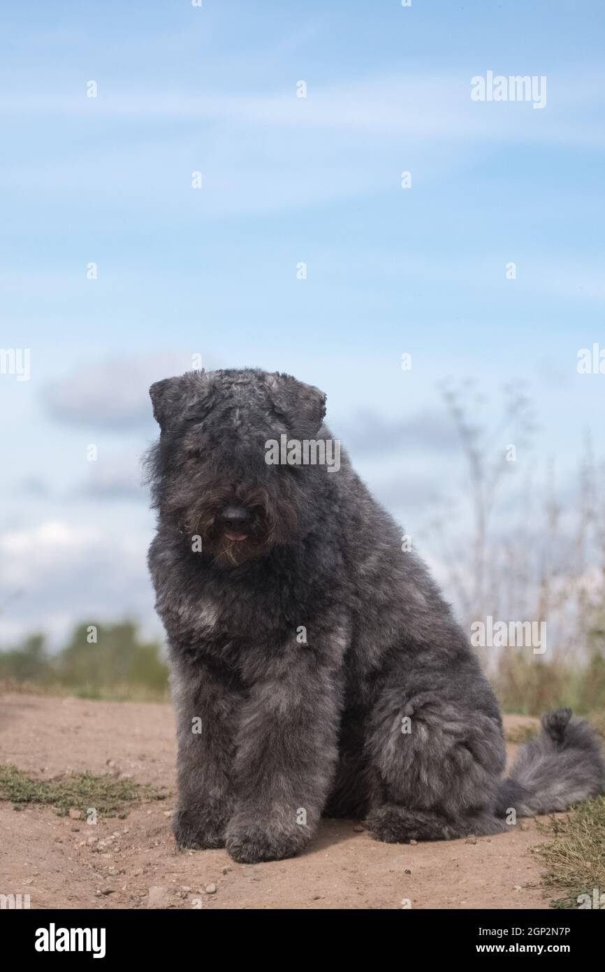 Gray-blue shaggy fluffy curly dog of the breed Flanders Bouvier breed ...