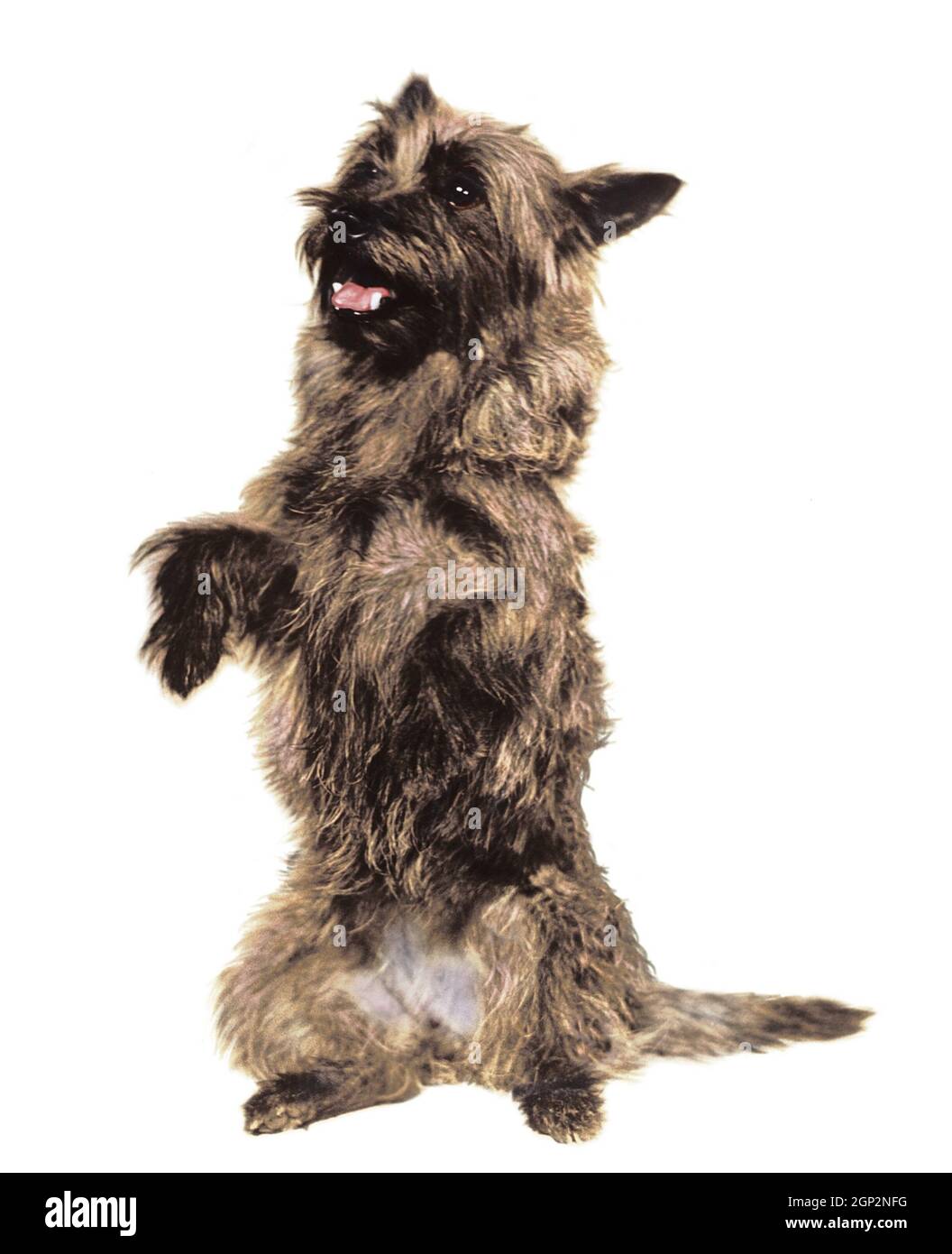 Wizard of oz terrier sales