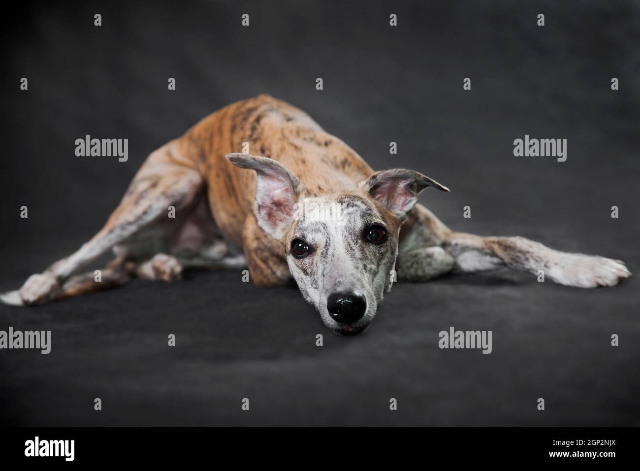 Light cheap brindle greyhound