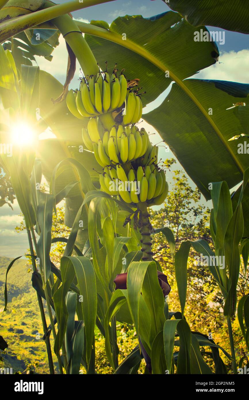 Vertical shot of tropical banana tree scene with direct sunlight and
