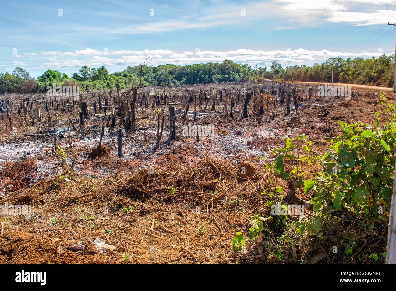 Deforestation cut trees and burnt down forest in favor of agriculture