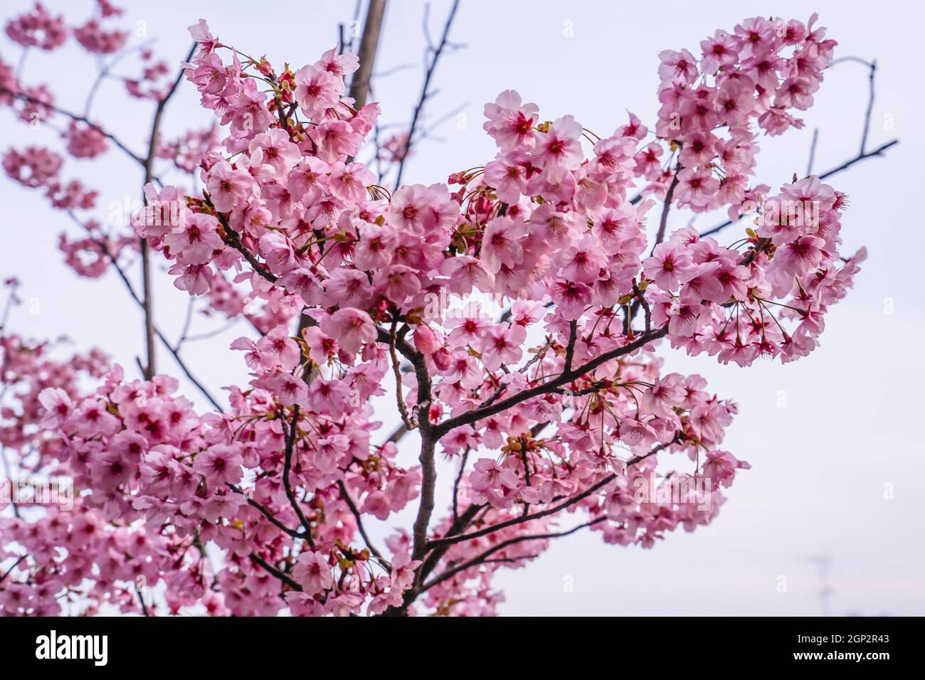 Cherry Blossoms. Shooting Location Tokyo metropolitan area Stock Photo