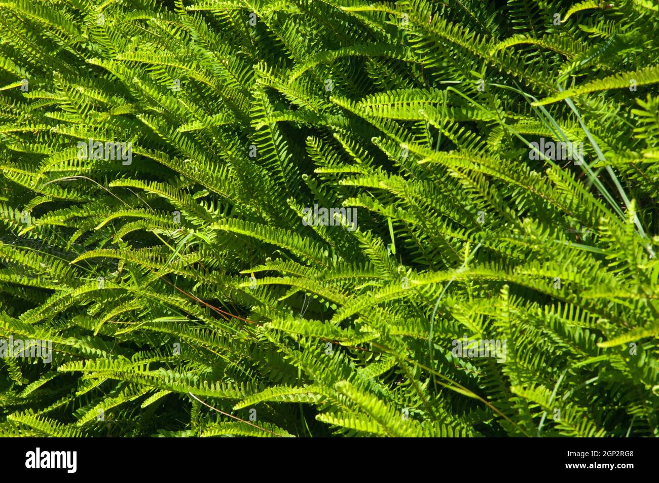Fishbone ferns Nephrolepis cordifolia. Introduced plant. Mount Eden ...