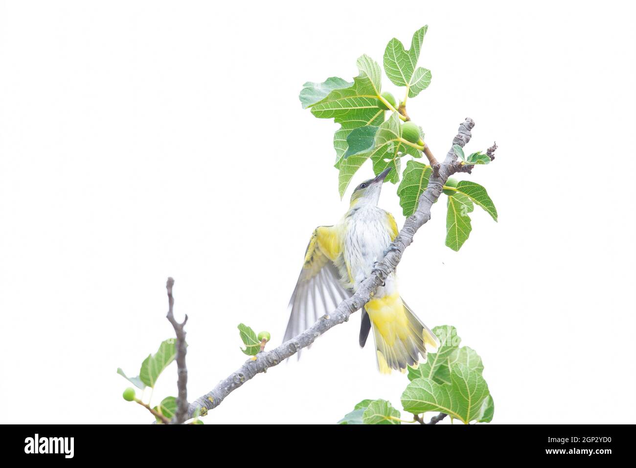 A juvenile eurasian golden oriole (Oriolus oriolus) perched and foraging in a tree. Stock Photo