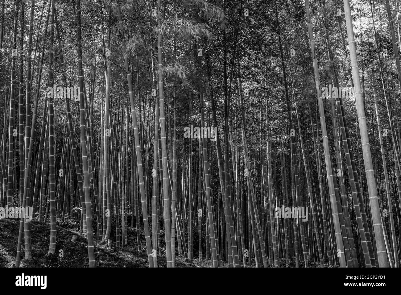 Kyoto Arashiyama bamboo forest (monochrome). Shooting Location: Kyoto Stock Photo