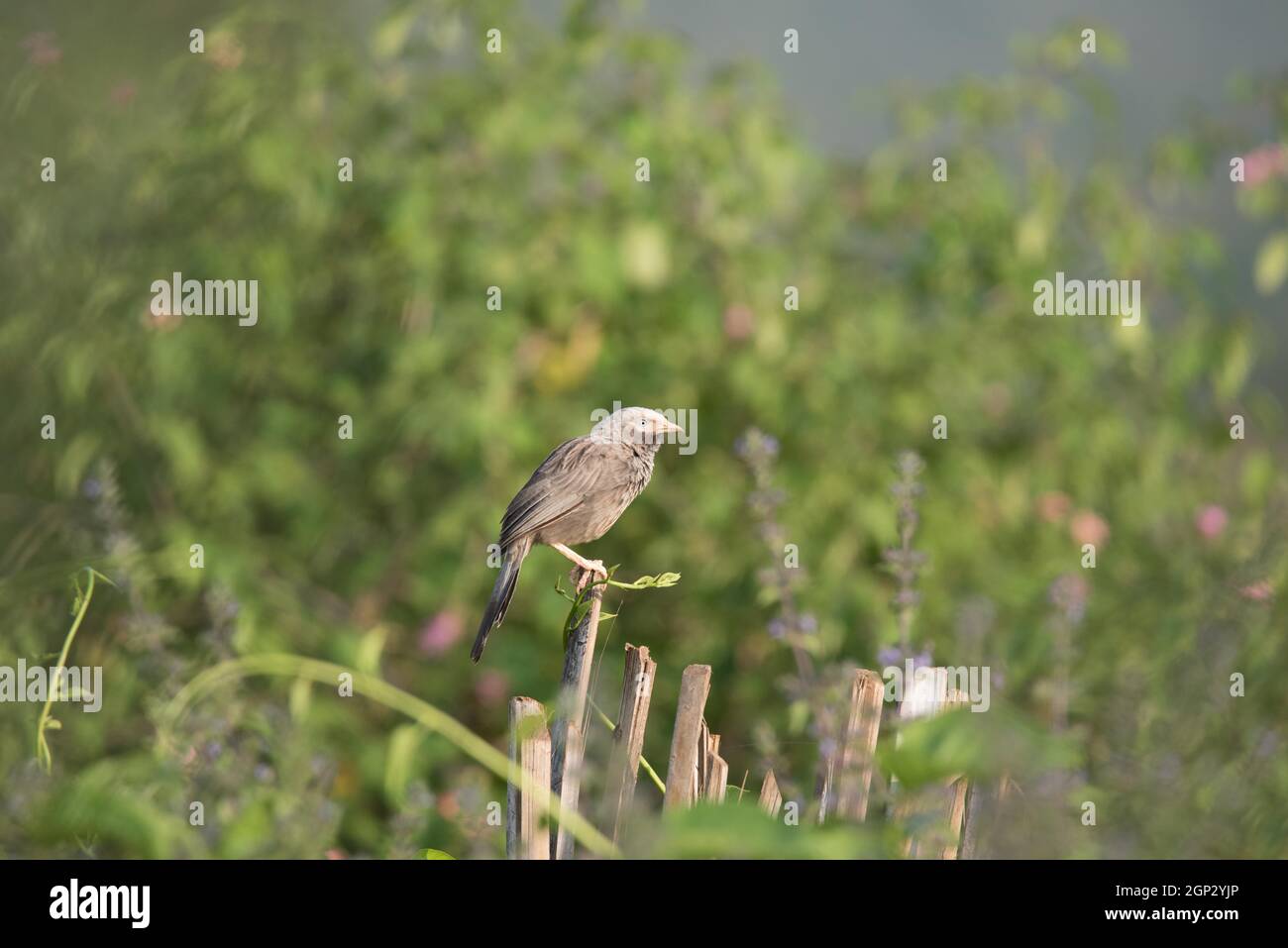 Wildlife, Birds, Mammals, Insects, Art, Architecture, Macro, Landscape Stock Photo