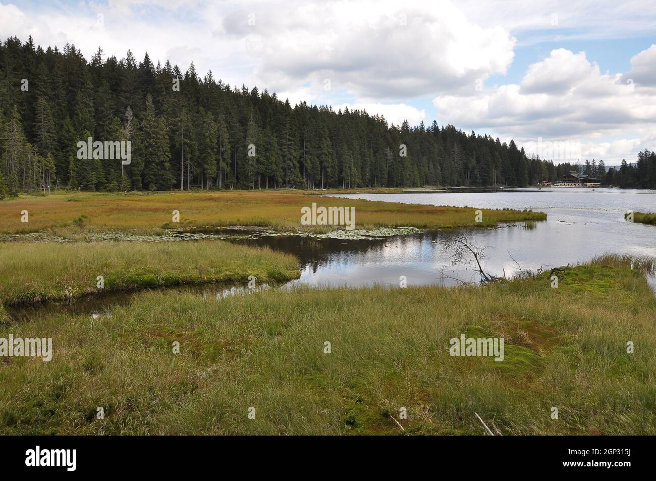 Cutout of the Großer Arbersee with quagmire in the Bavarian Forest Stock Photo