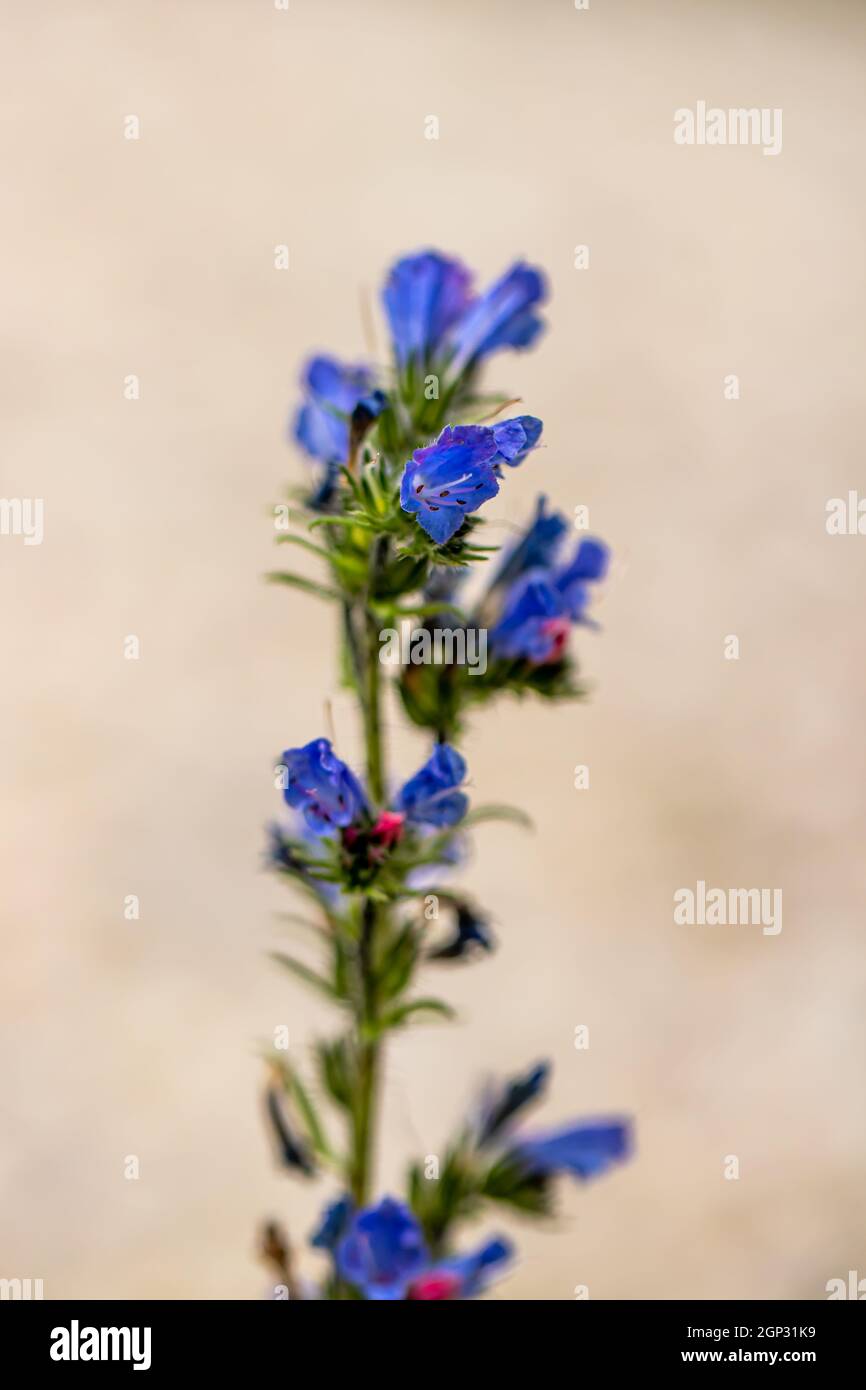 Echium vulgare flower growing in field, close up shoot Stock Photo