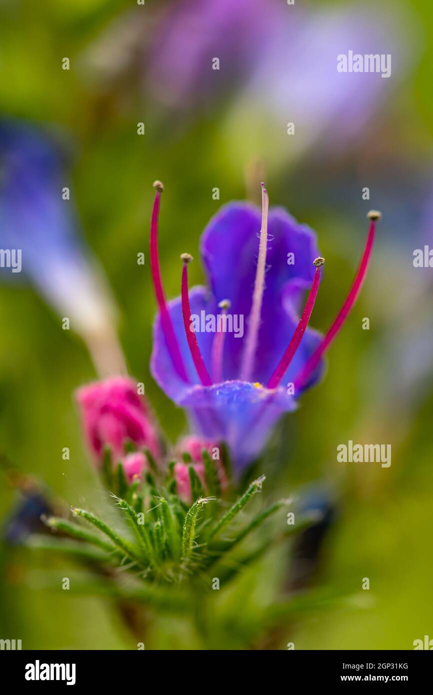Echium vulgare flower in field, close up shoot Stock Photo