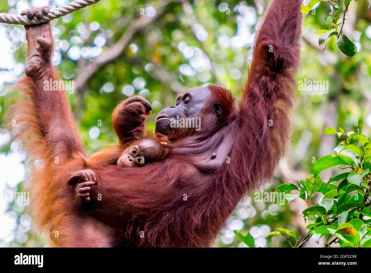 Orangutan hanging in a tree in the jungle of Borneo, holding a baby. Animal  wildlife Stock Photo - Alamy