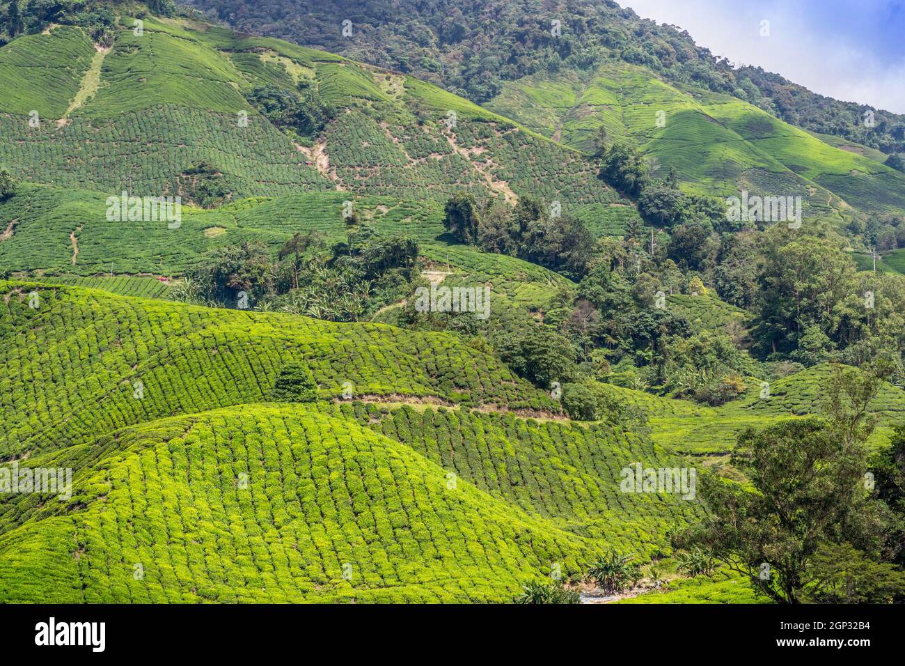 Green tea plantations of Cameron Highlands in Malaysia. Nature, travel