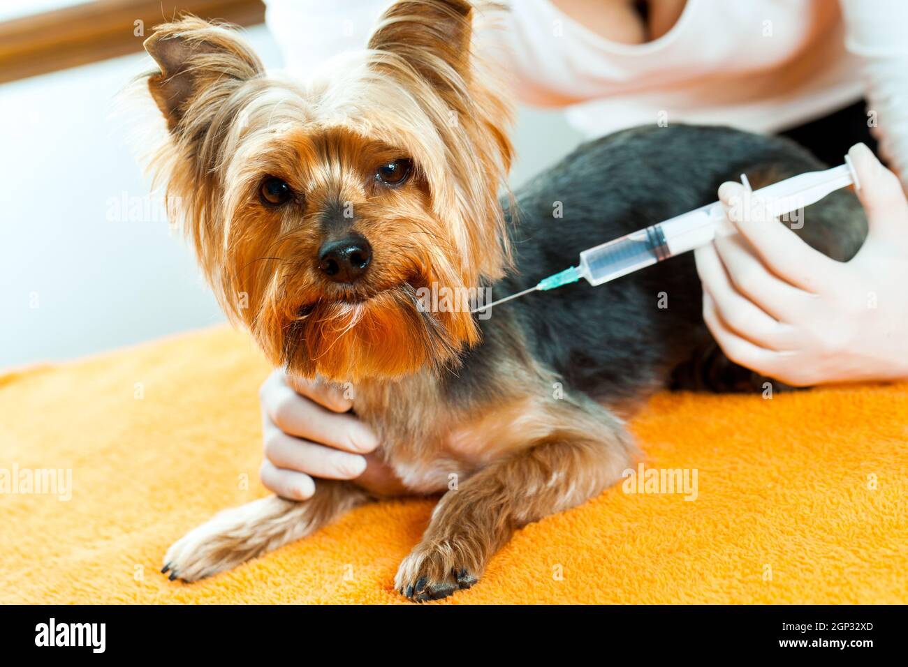Close up of vet giving Yorkshire dog an injection. Stock Photo