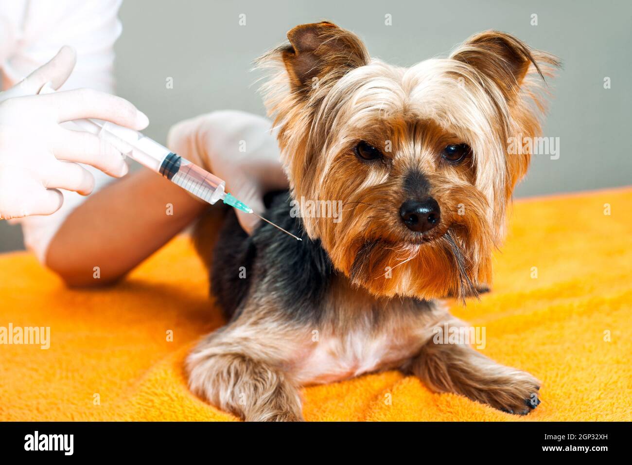 Close up of vet with syring holding yorkshire dog. Stock Photo